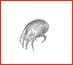 dust mites